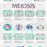 Meiosis Chart for Biology and Life Science