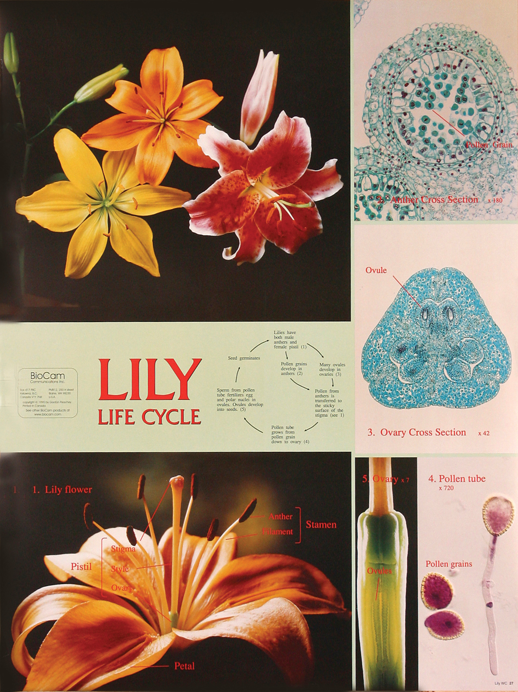 Lily Life Cycle Chart Flinn Scientific