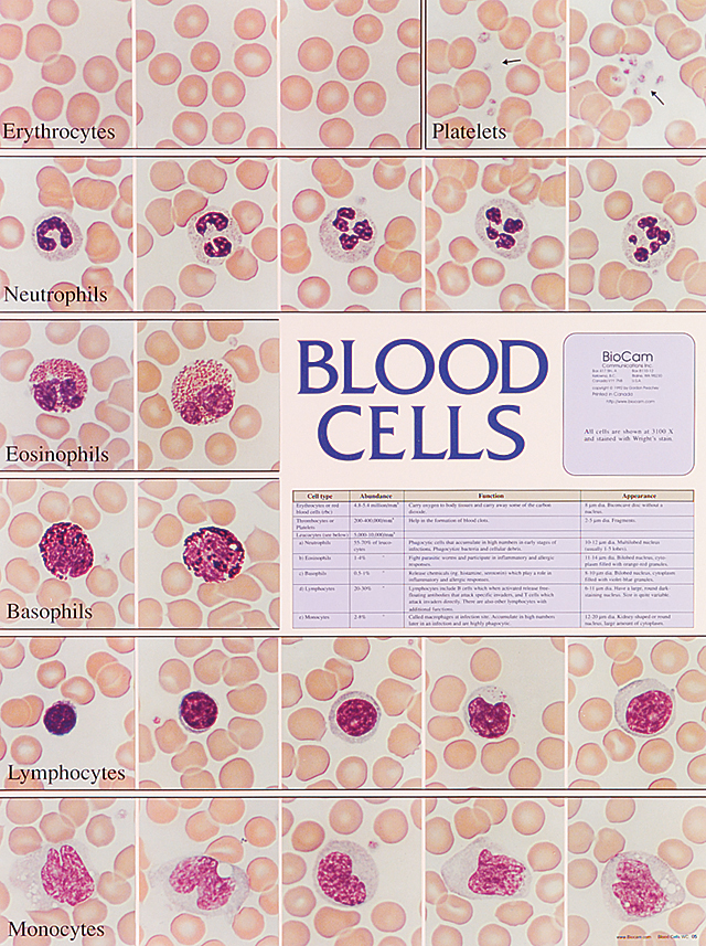 White Blood Cell Types Chart