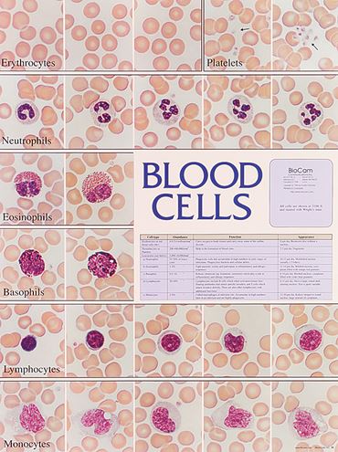 Blood Cells Chart