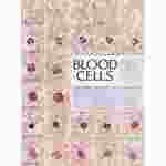 Blood Cells Chart