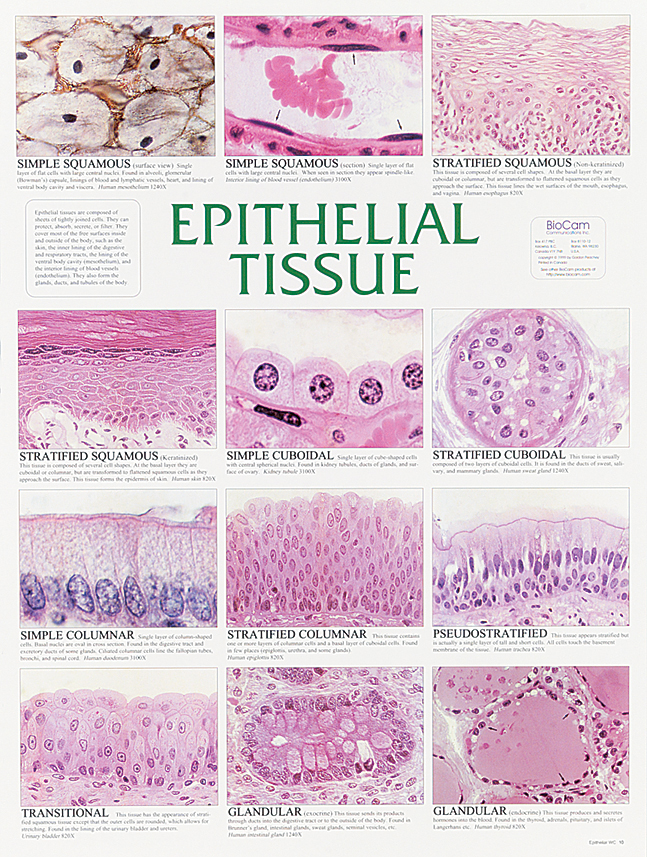 Types Of Epithelial Tissue Chart