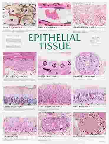 Epithelial Tissue Chart for Anatomy Studies