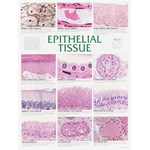 Epithelial Tissue Chart for Anatomy Studies