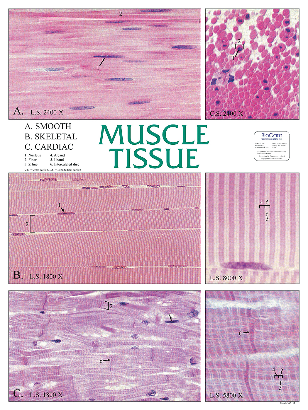 Muscle Types Chart