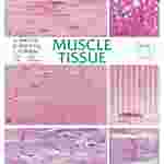 Muscle Tissue Chart for Anatomy Studies
