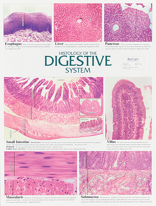 Digestive System Chart Flinn Scientific Digestive System Chart Flinn Scientific