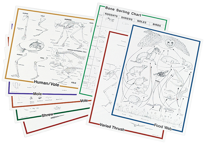 Dissecting Owl Pellets Bone Chart