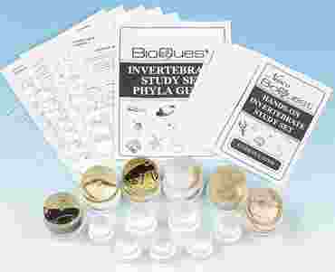 Preserved Invertebrate Survey and Study Set for Biology and Life Science
