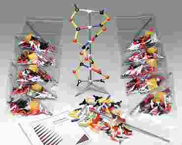 DNA Model Kit for Biology and Life Science