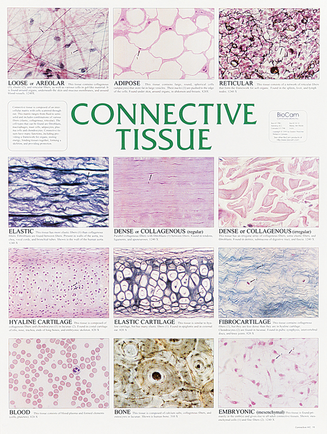 Types Of Tissue Chart