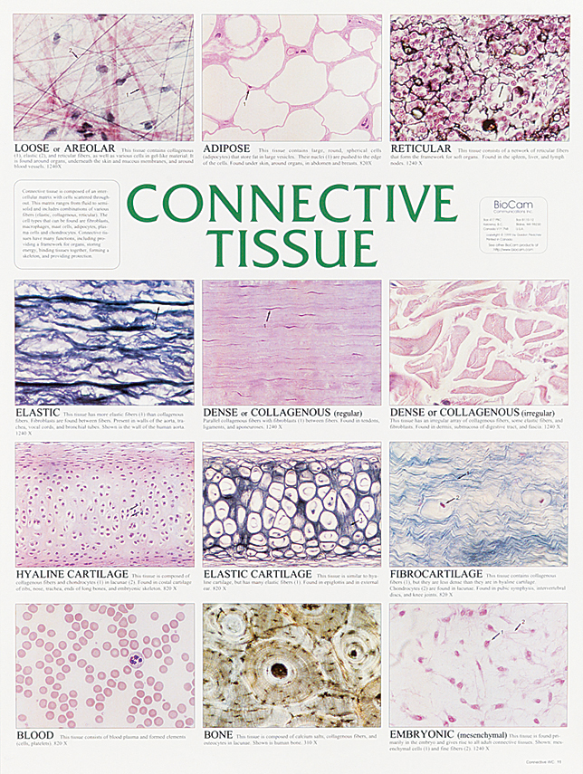 connective tissue labeled