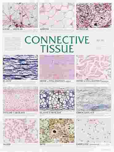 Muscle Tissue Chart for Anatomy Studies