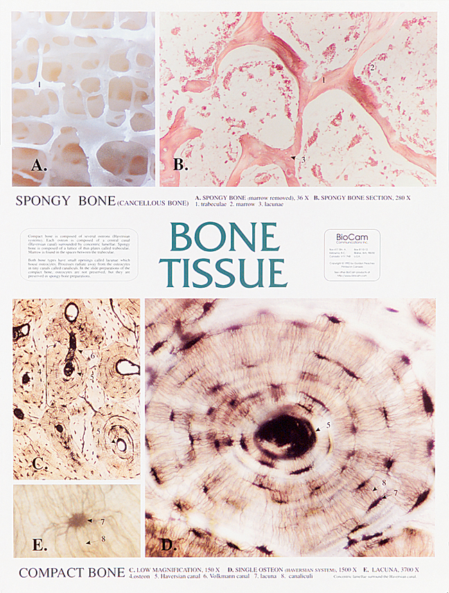 bone tissue chart bone tissue