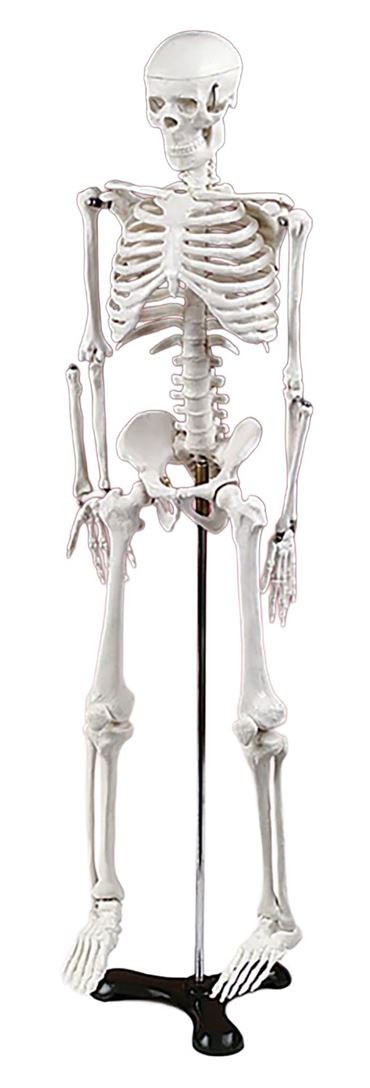 Half-Size Skeleton for Anatomy Studies