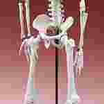 Half-Size Skeleton for Anatomy Studies