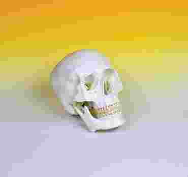 Skull Model for Anatomy Studies