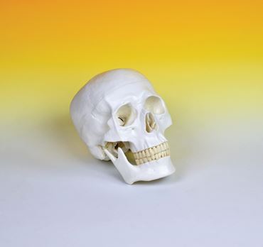 Skull Model for Anatomy Studies