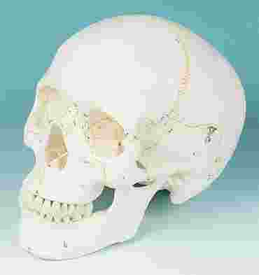 Three-Part Numbered Skull for Anatomy Studies