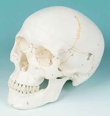 Three-Part Numbered Skull for Anatomy Studies