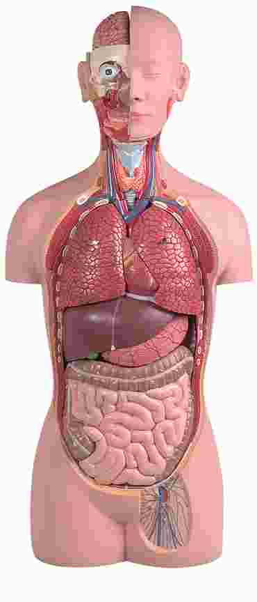 Torso with Head Model with 16 Parts for Anatomy Studies