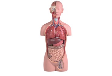 Torso with Head Model with 16 Parts for Anatomy Studies