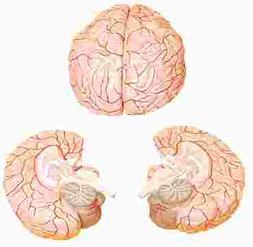 Brain Model with Two-Parts for Anatomy Studies