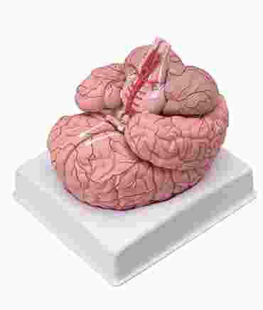 Brain Model with Nine-Parts for Anatomy Studies