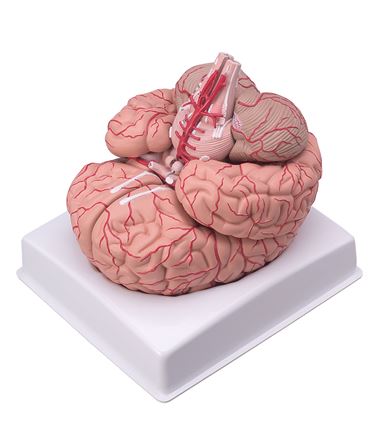 Brain Model with Nine-Parts for Anatomy Studies