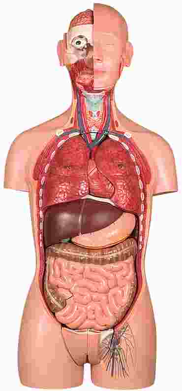 Torso Model with 25 Parts and Dual Sex for Anatomy Studies
