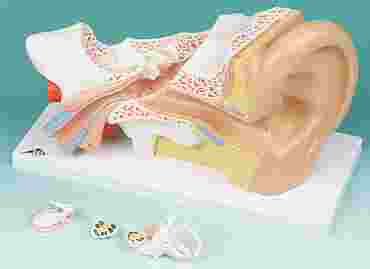 Ear Model with Four Parts for Anatomy Studies