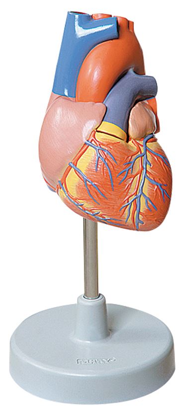 Life-Size Heart Model with Two Parts