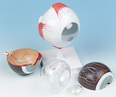 Giant Eye Model with Six Parts for Anatomy Studies
