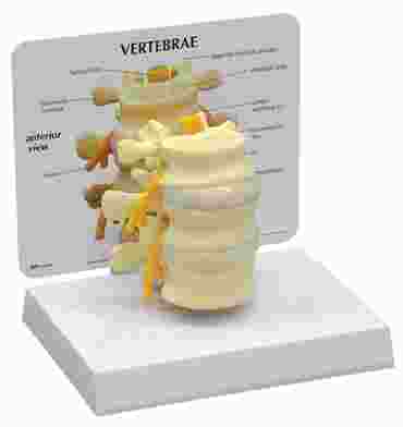 Vertebrae Lumbar Model for Anatomy Studies