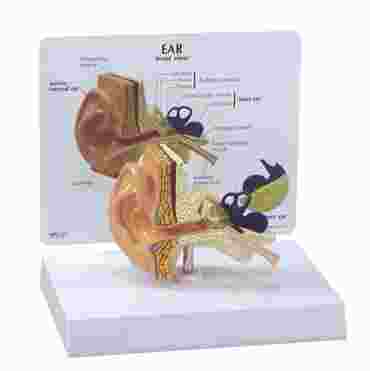 Ear Model for Anatomy Studies