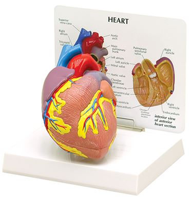 Heart Model