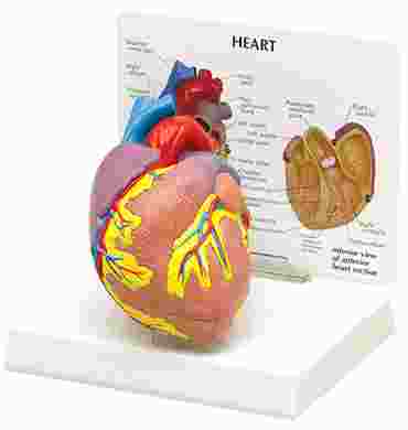 Heart Model