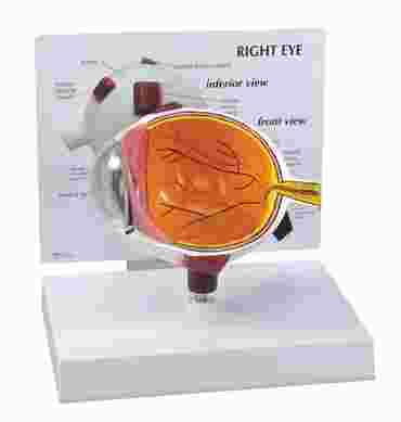 Eye Model for Anatomy Studies