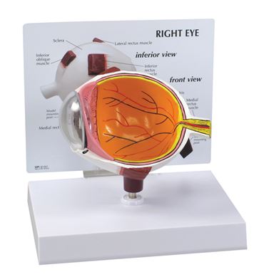 Eye Model for Anatomy Studies