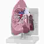 Lung Model for Anatomy and Physiology