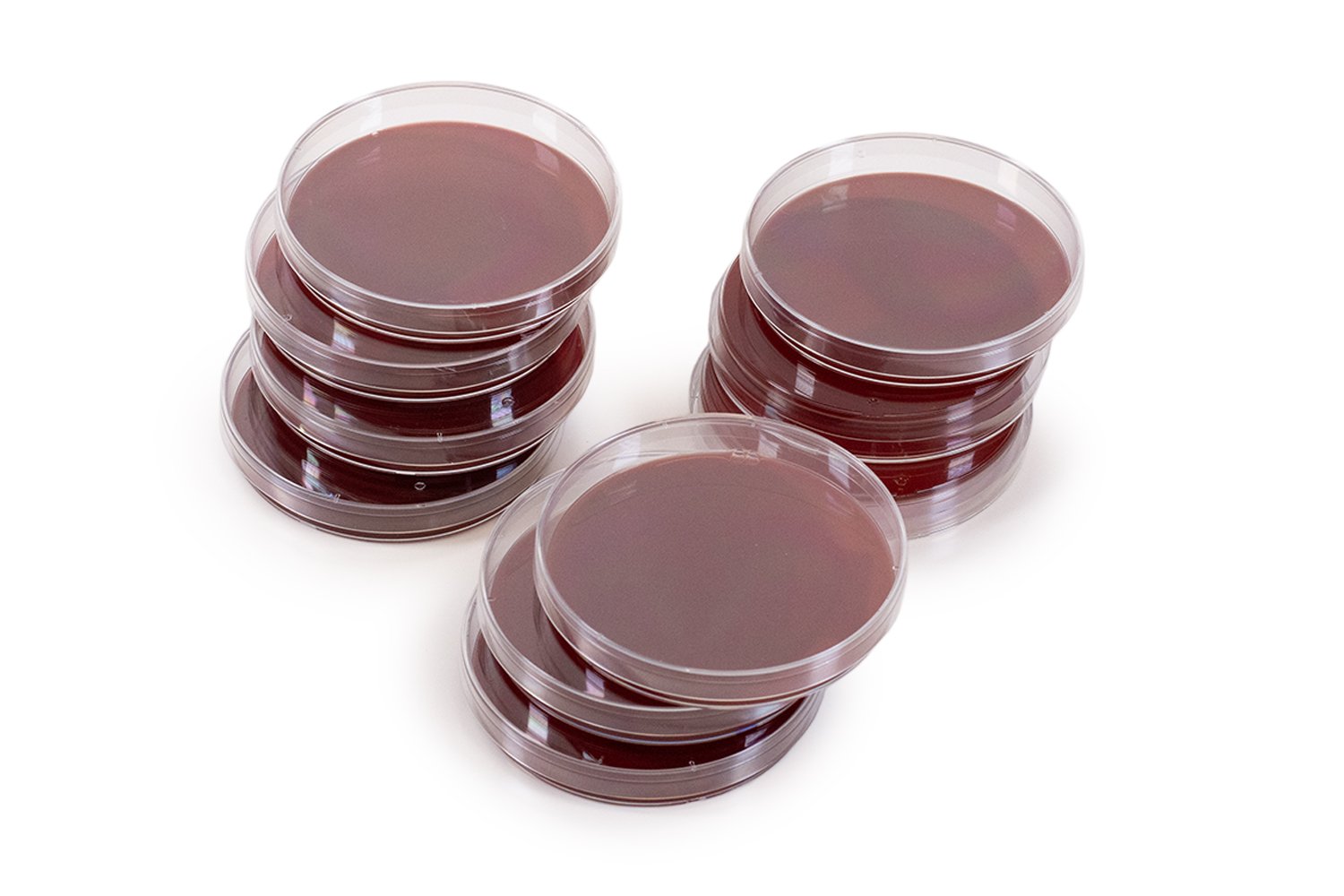 Blood Agar TSA With 5% Sheep Blood