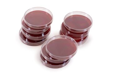 Blood Agar TSA With 5% Sheep Blood
