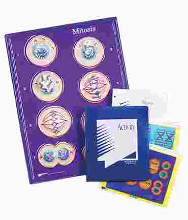 Mitosis Model Activity Set for Biology and Life Science
