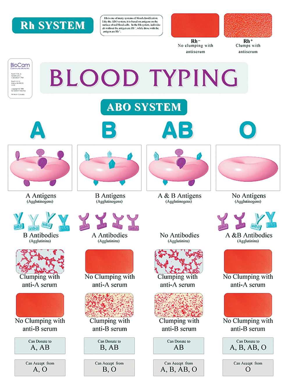 blood type research papers