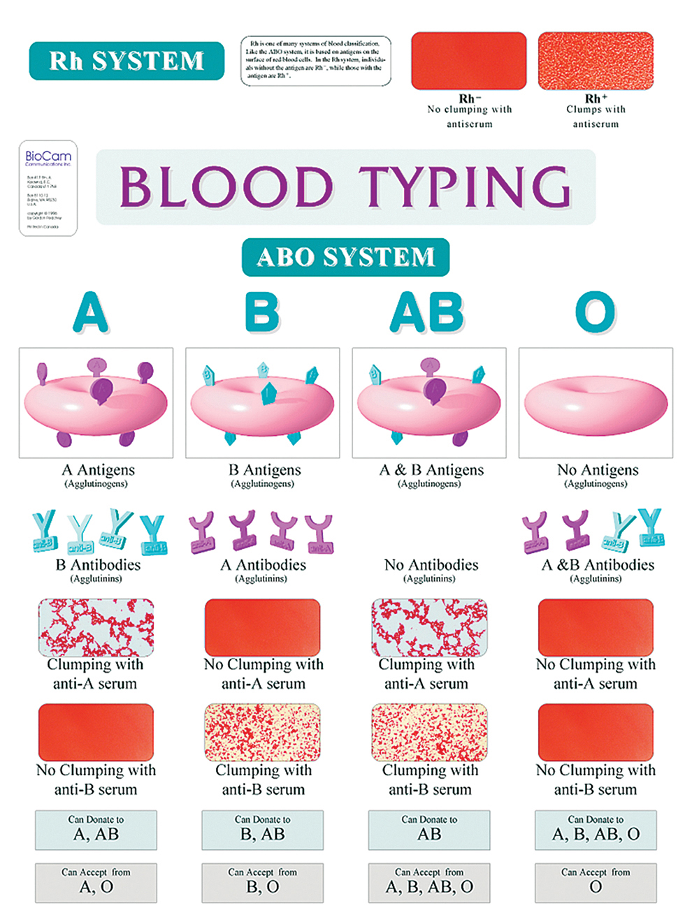 Blood Genetics Chart