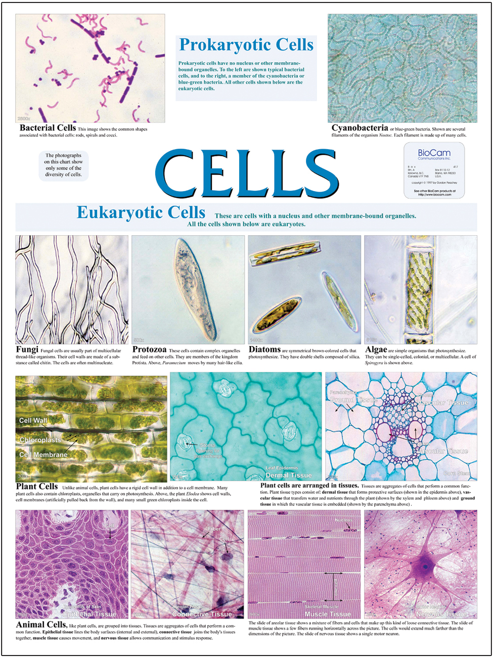 Cell Types Wall Chart | Flinn Scientific
