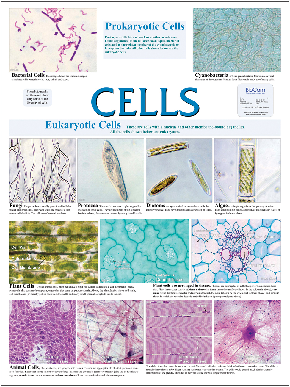 Biology Charts And Posters