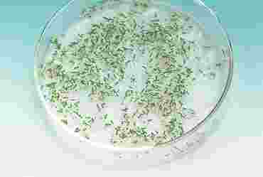 Albino Tobacco Seeds for Genetics Lab