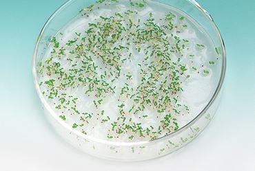 Albino Tobacco Seeds for Genetics Lab