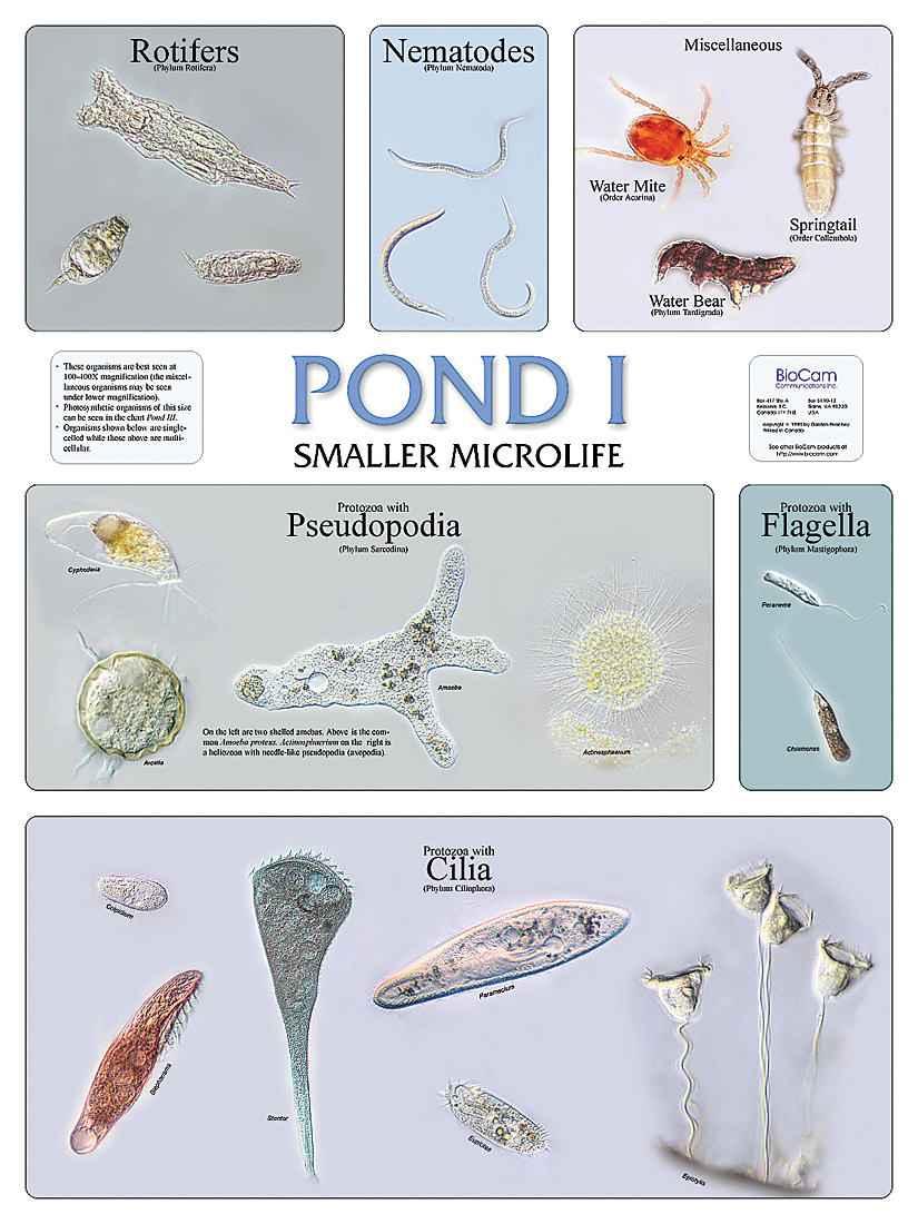 Biology Phylum Chart